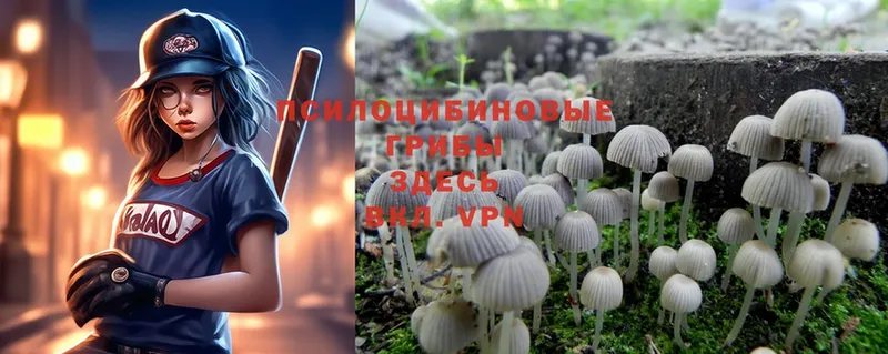 купить  цена  Дрезна  mega зеркало  Галлюциногенные грибы Psilocybe 